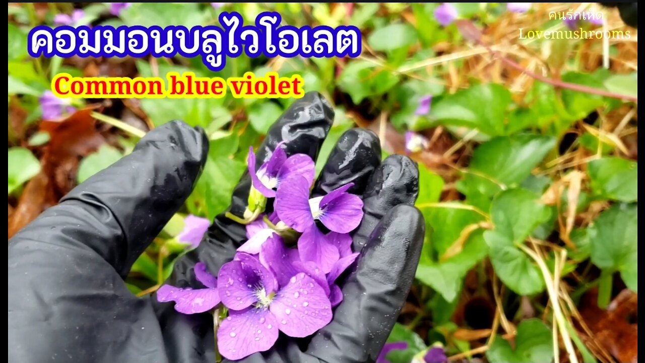 Wild edible Common Blue Violet. Picking, Cooking, Eating Weed. ผักป่าคอมมอนบลูไวโอเลต เมนูง่ายๆ