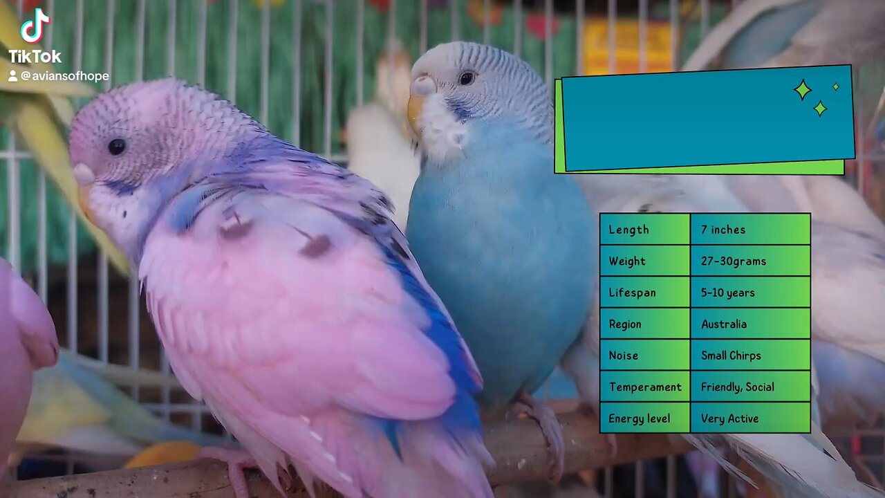 Parakeet Info Sheet