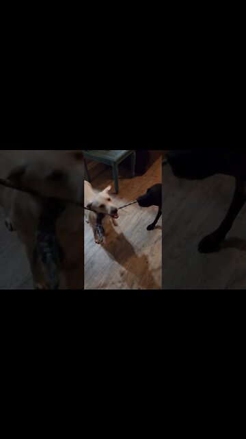 Interrupting our Cosplay and Gaming Shorts to introduce Callie and Georgia