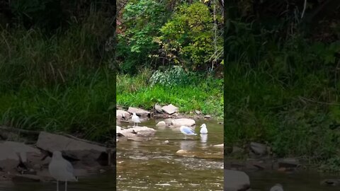 Three Gulls in Credit River | Bird Watching | Credit River Sounds