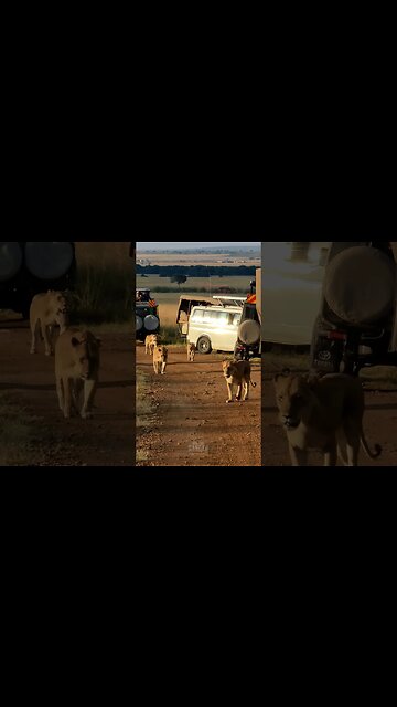 Stopping Traffic #shorts | #ShortsAfrica | #Septdailyshorts