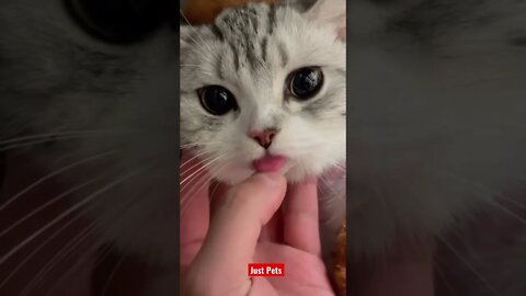 Seen a Cat’s tongue 👅 before #cute #tiktok #funnyanimals #funnyvideos #cat