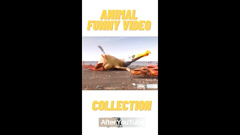 ANIMAL WORLD - FUNNY MOMENT COLLECTION