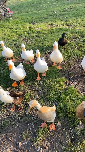 A duck parade