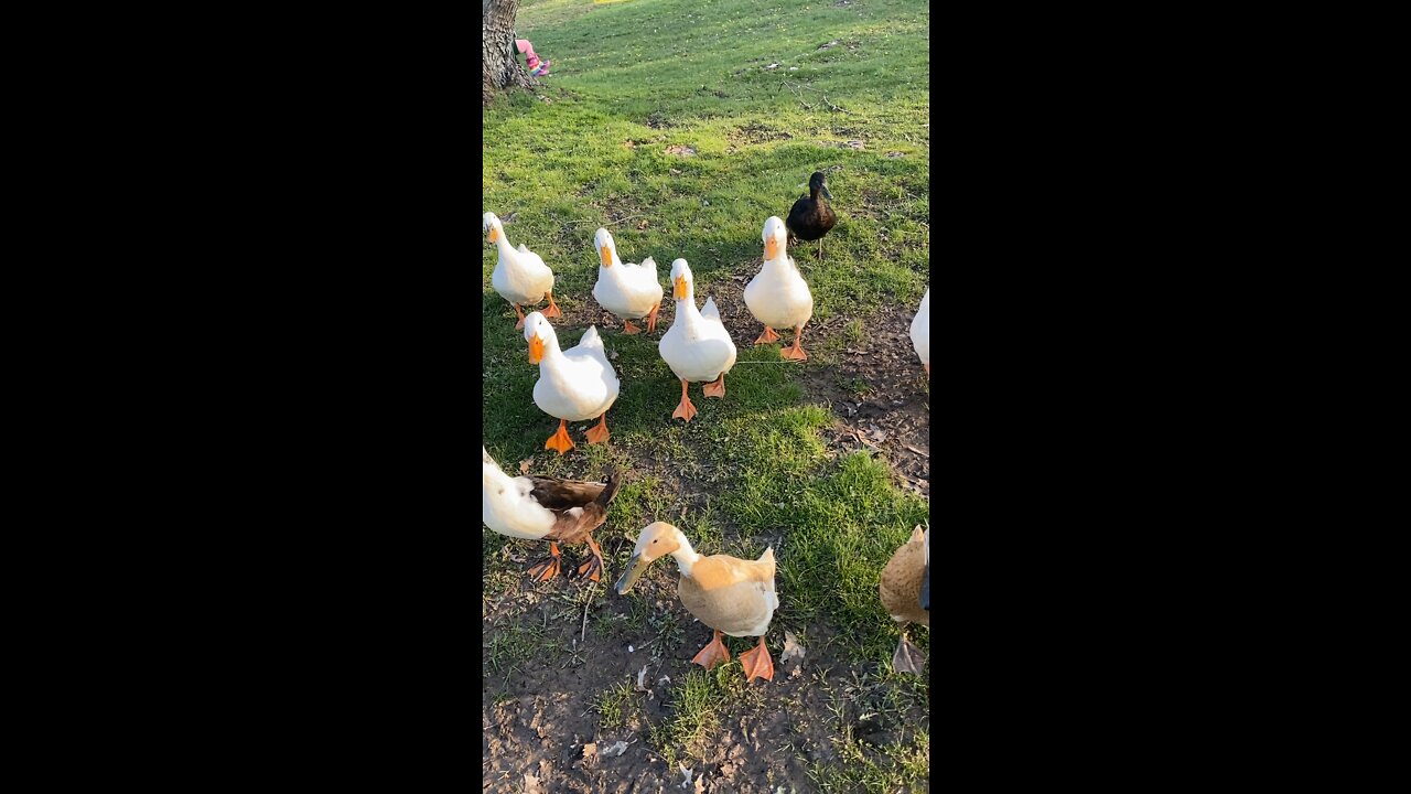 A duck parade