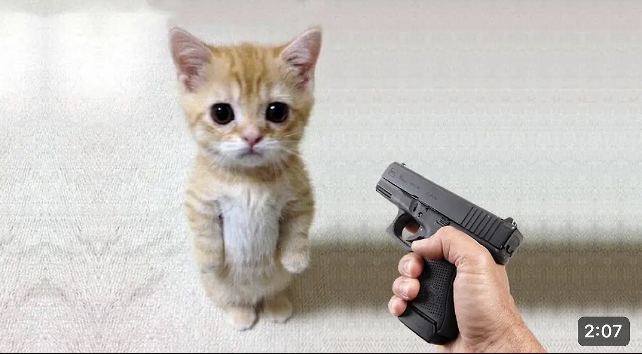 Funny cat 😽 vs Gun 🔫 - Funny Animals 😂 playing dead on finger shot Compilation