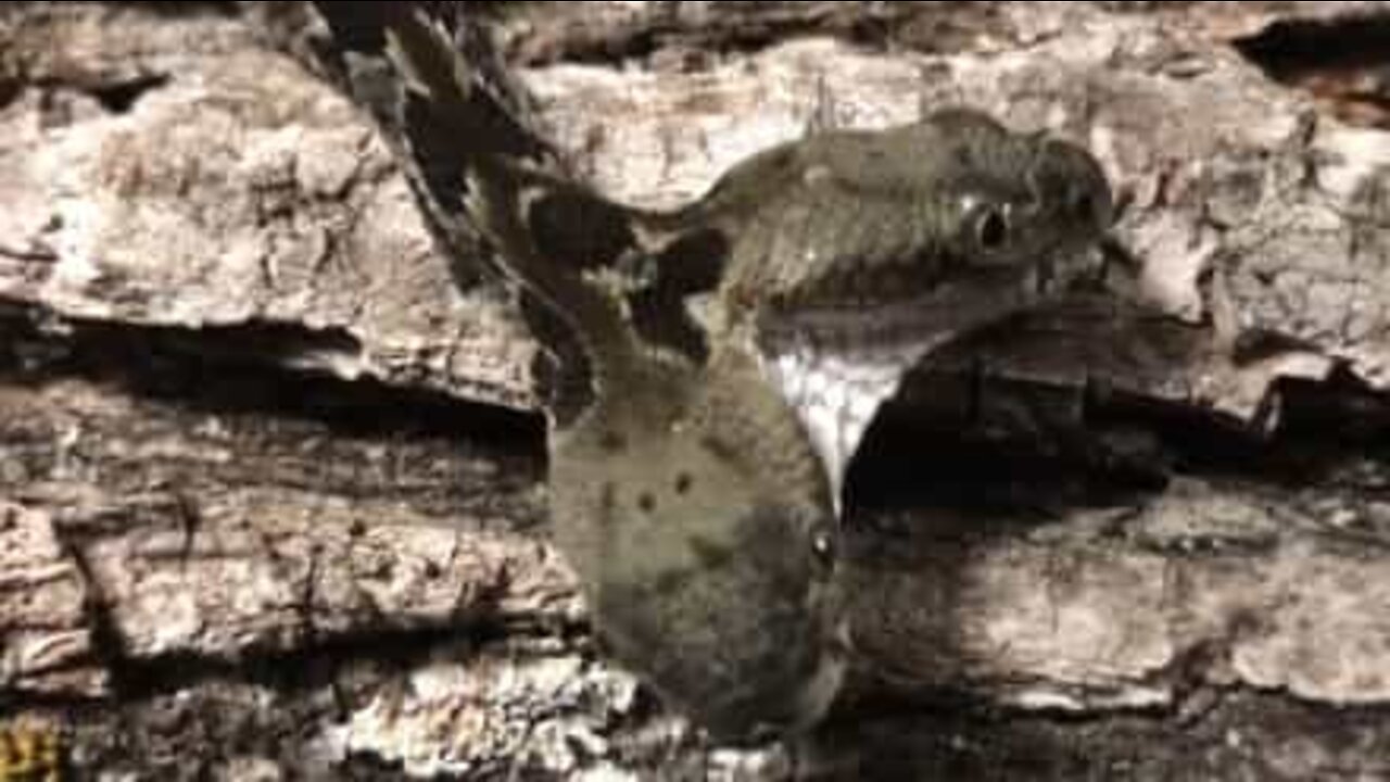 Snakes alive! Scientists find rare two-headed rattlesnake