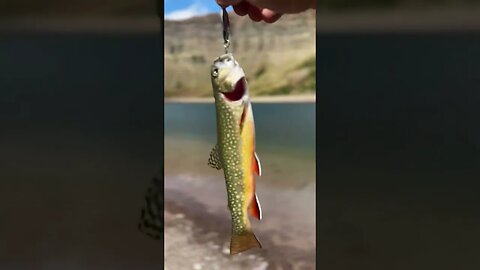 Fishing Bovin Lake #alberta #fishing