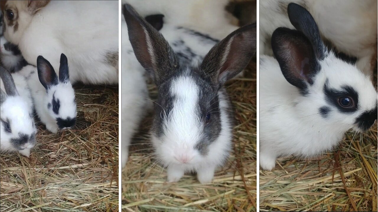 Cute kids rabbits