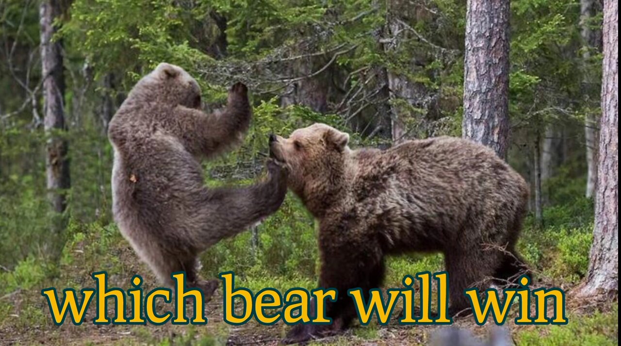 grizzly bear fights with each other #grizzlybears #bearsfight