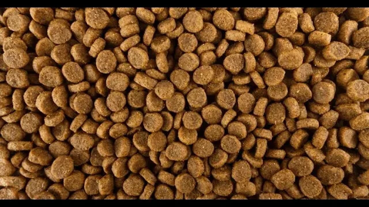 Deadly Toxin Found in Popular Dog Food Brand - How to Keep Your Pet Safe