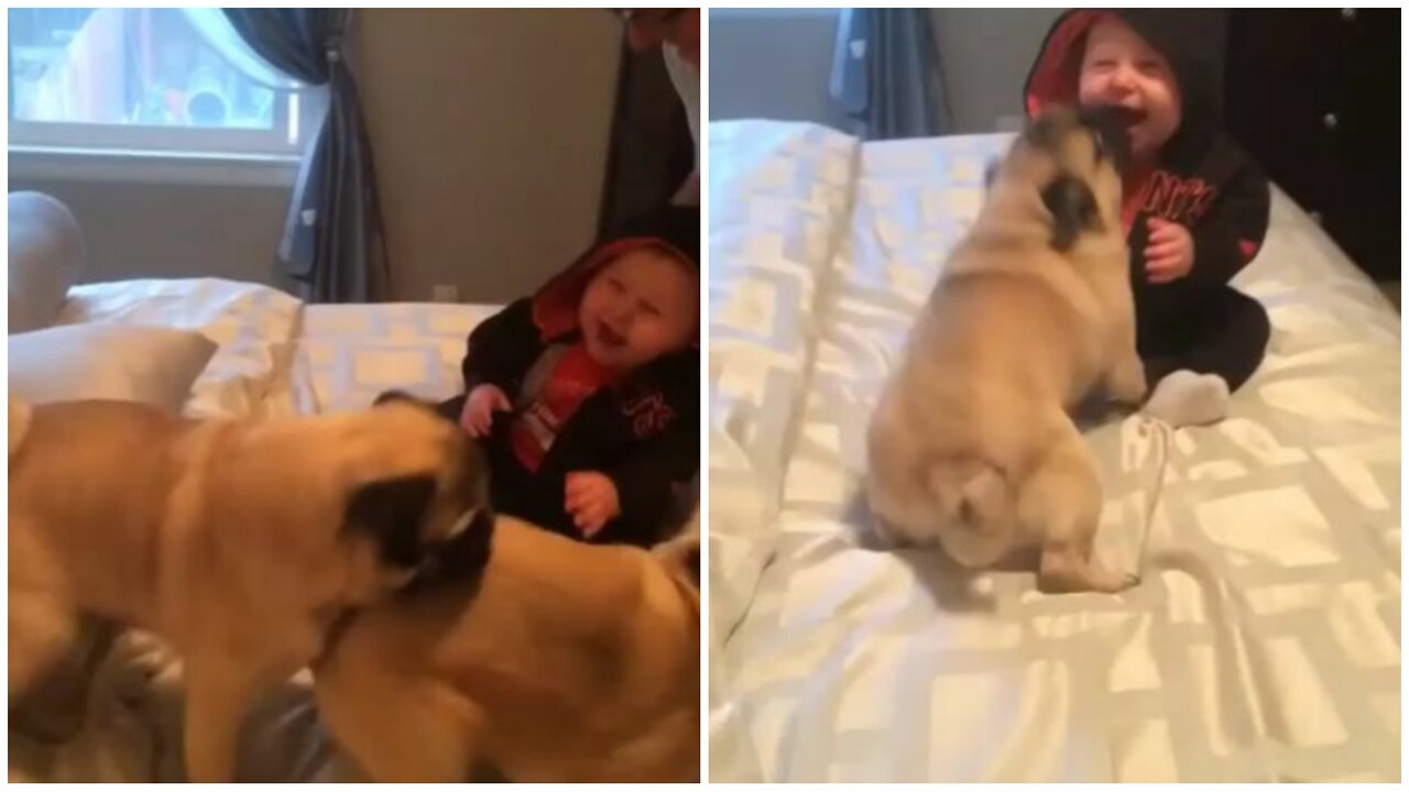 Continuous laughter of the other child with a small dog