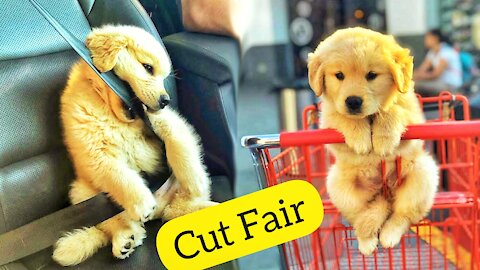 Funny and Cute golden retriever Puppies Compilation 🤣