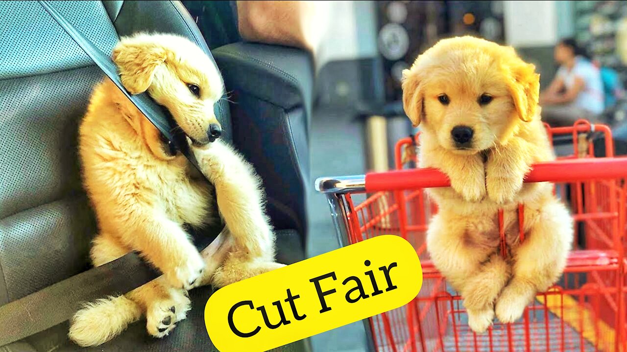 Funny and Cute golden retriever Puppies Compilation 🤣