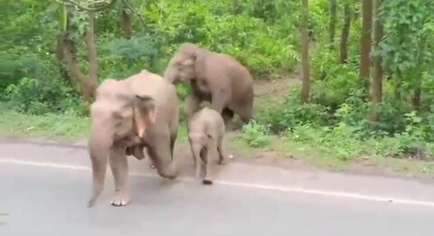 Elephant in wild jangli animal