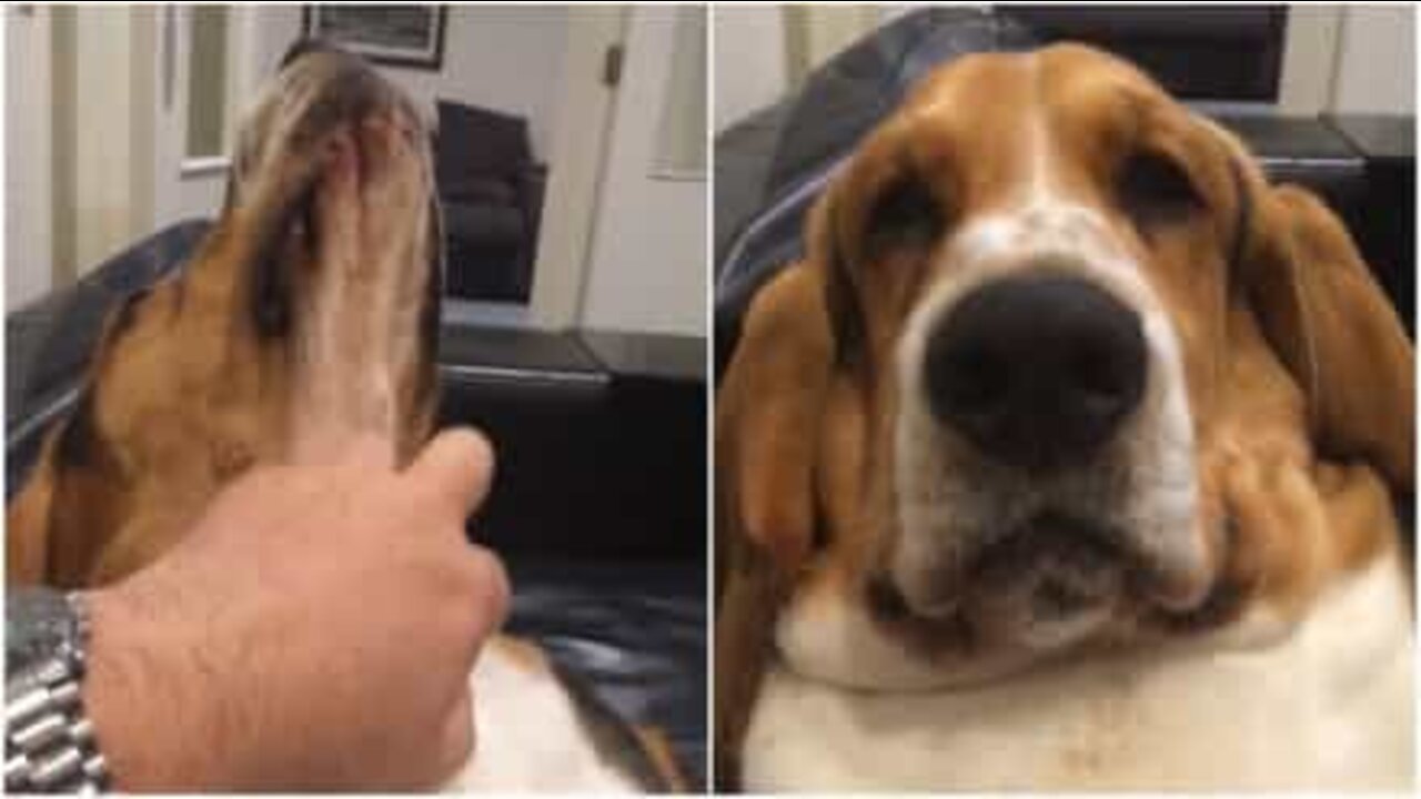 注目してほしくてうめいてわめいている犬