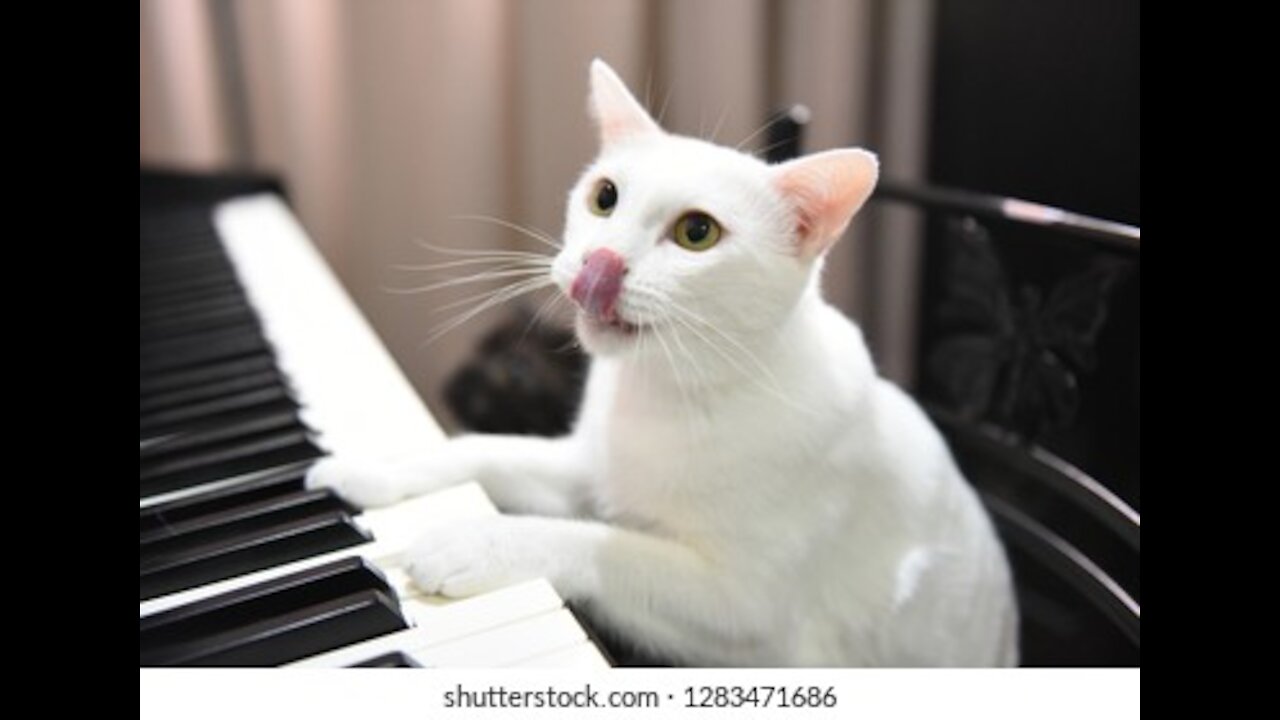 funny cat playing a piano😍😊