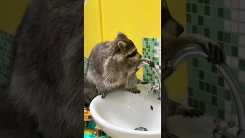 #shorts Смешные Еноты Из Тик Ток 8 Funny Tik Tok Raccoons