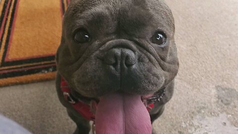 Frenchie out on the front porch on a look out