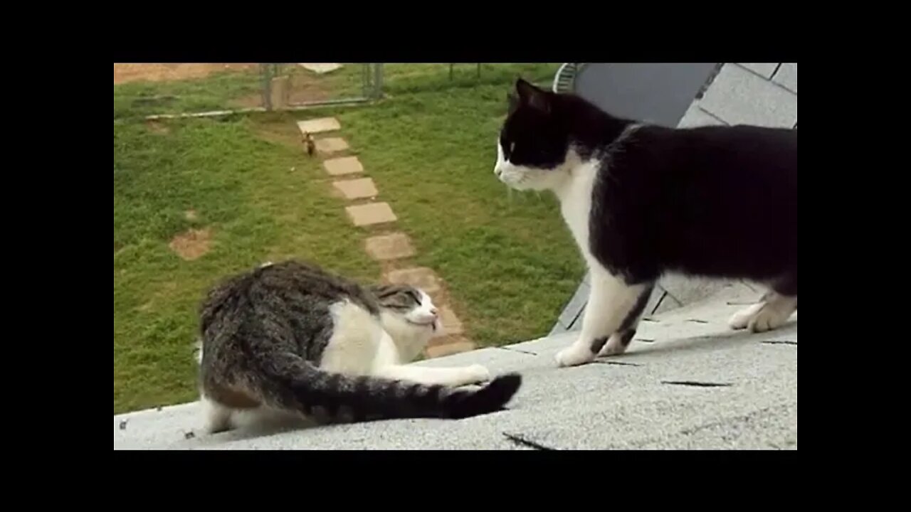 CAT FIGHT