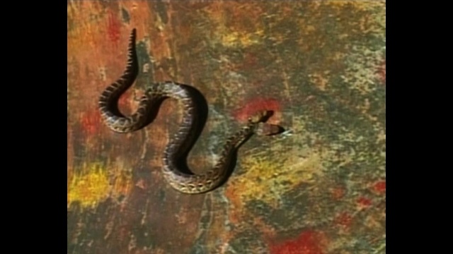 Two Headed Snake