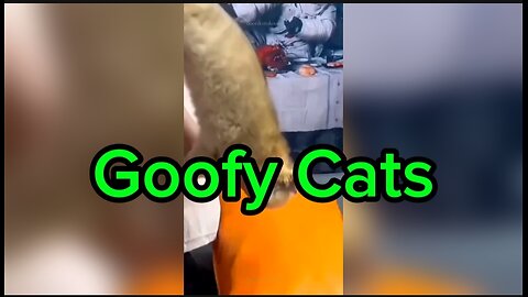 Goofy Cats