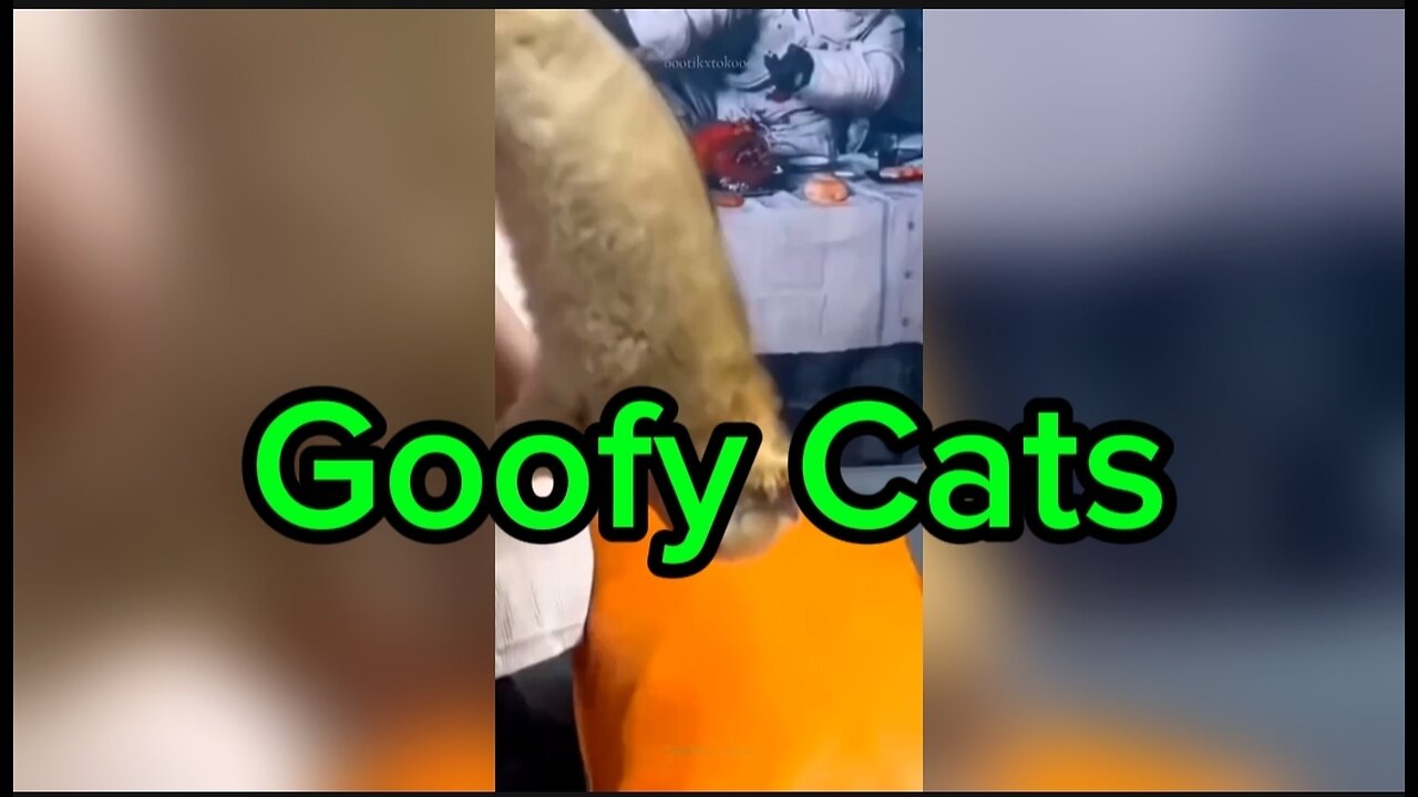 Goofy Cats