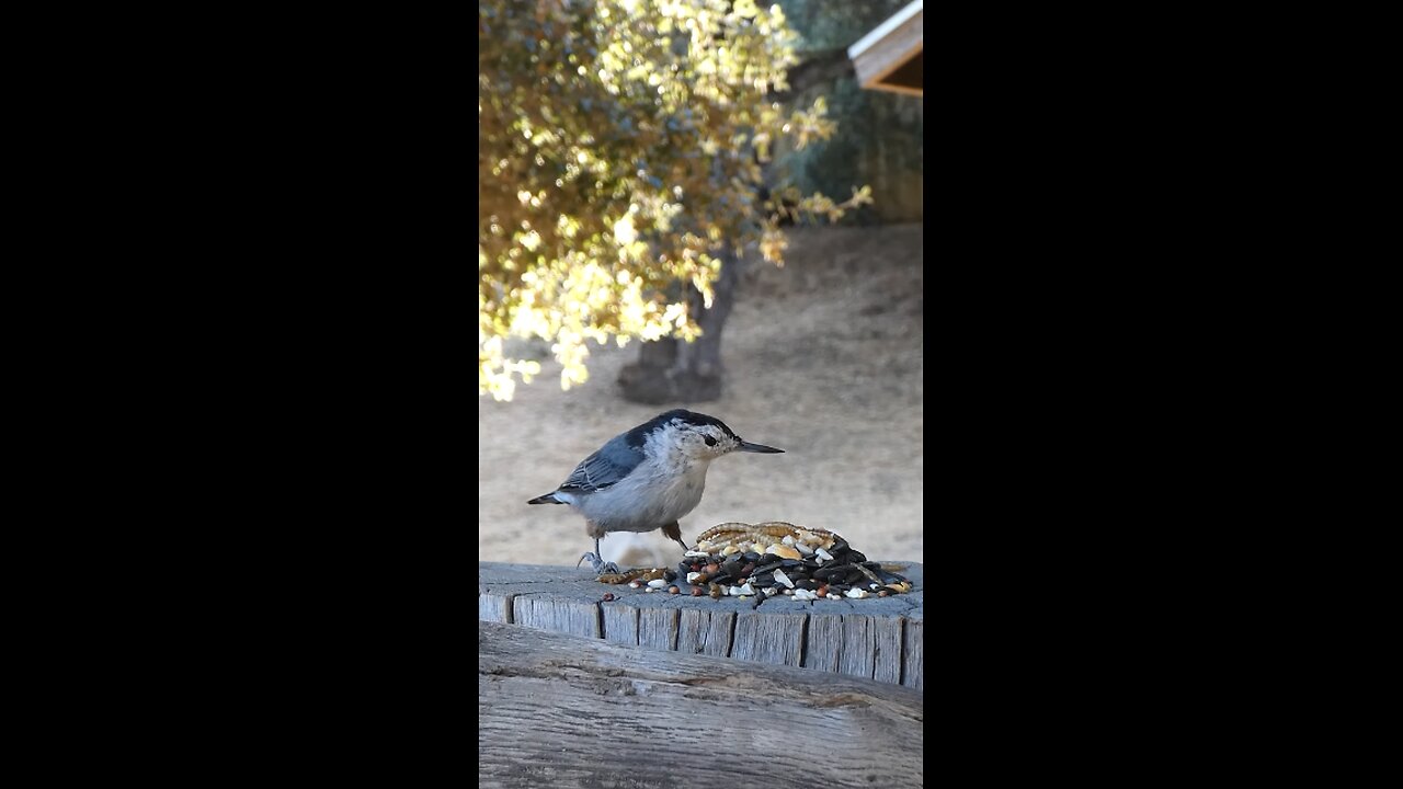 White-breasted Nuthatch🐦Woodshed Buffet