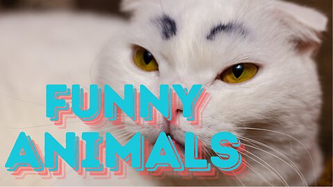 Funny Animals