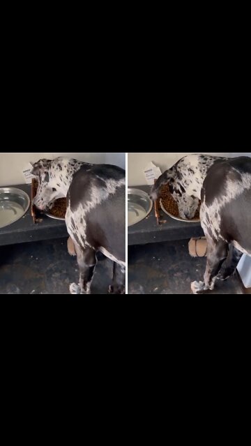 Funny Great Dane demonstrates bizarre dinner ritual