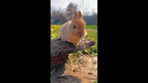 Animals