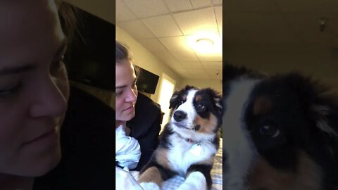 Dog Kisses Owner Back