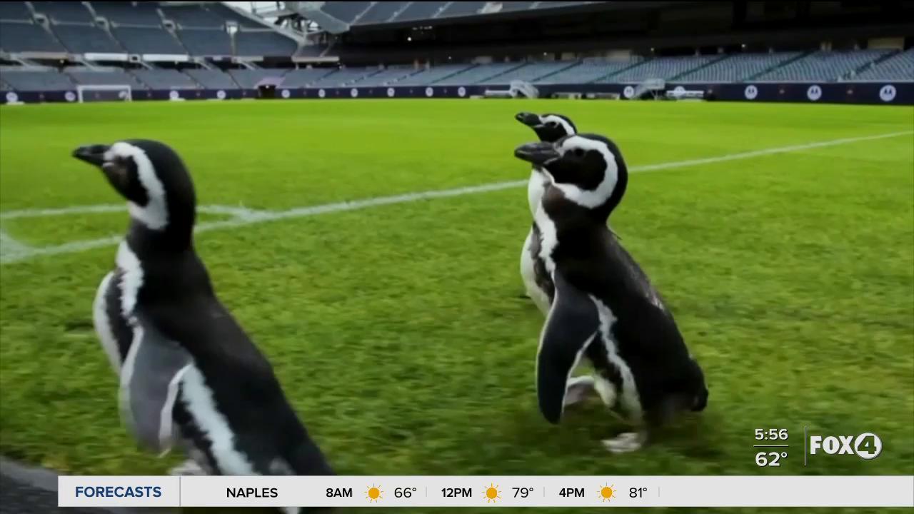 Penguins visit Chicago Bears