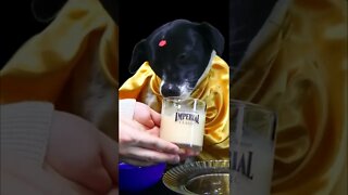 ASMR Satisfying DOG Drinking sounds Mukbang #shorts #viral #youtubeshorts #ytshorts #short #animals