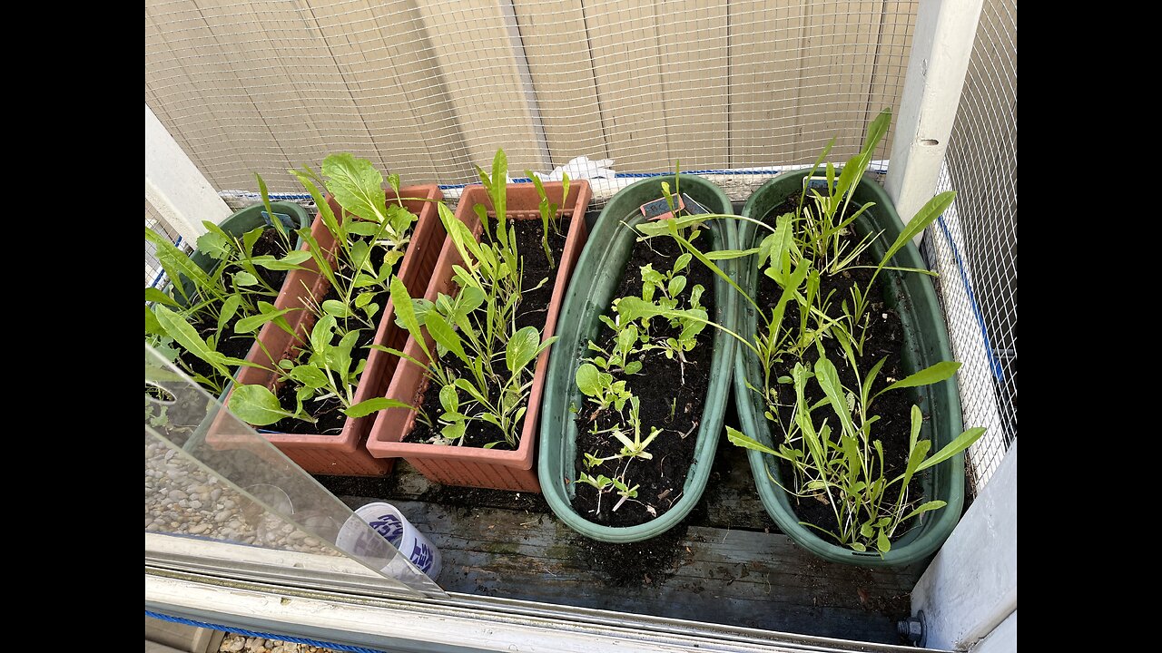 Dandelion plants are growing next to the Bok Choi