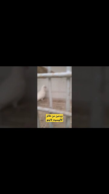 زوجين من طائر كاليبسيت