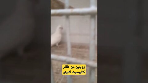 زوجين من طائر كاليبسيت