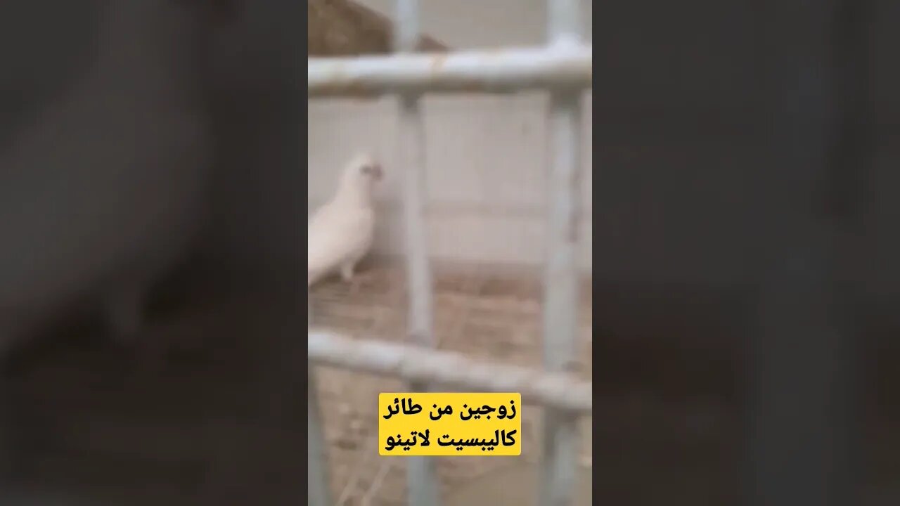 زوجين من طائر كاليبسيت