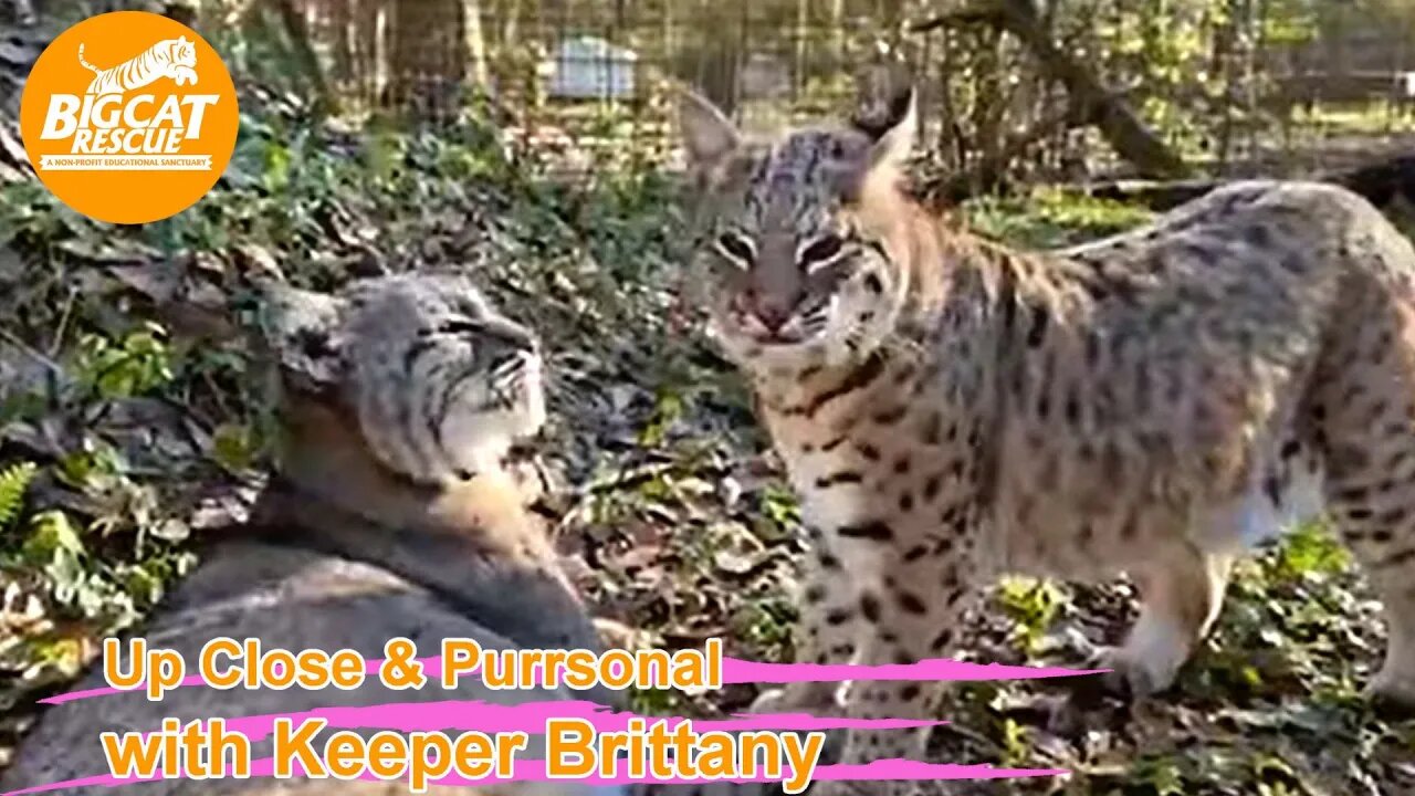 Big Cat Rescue LIVE Q&A with Brittany at Big Cat Rescue- 01 16 2023