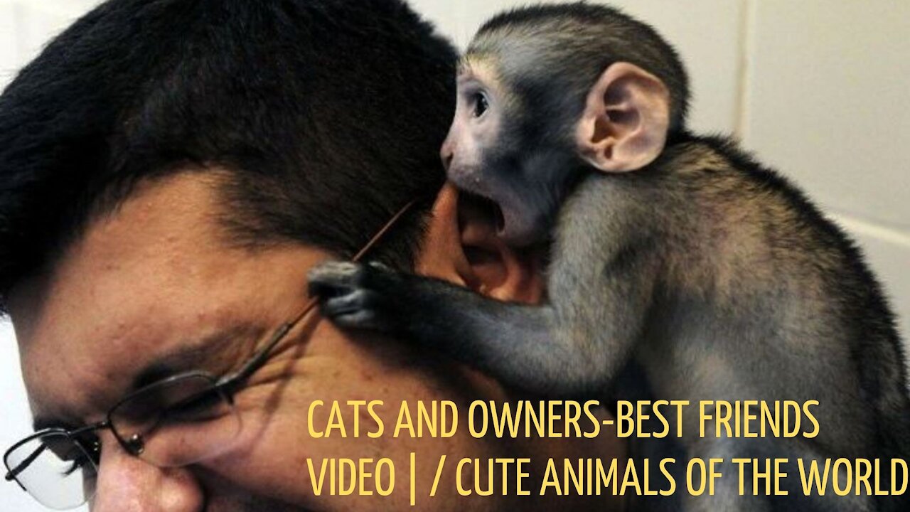 Cats and owners-Best Friends Video | / Cute Animals of the World