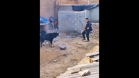 fight with dog