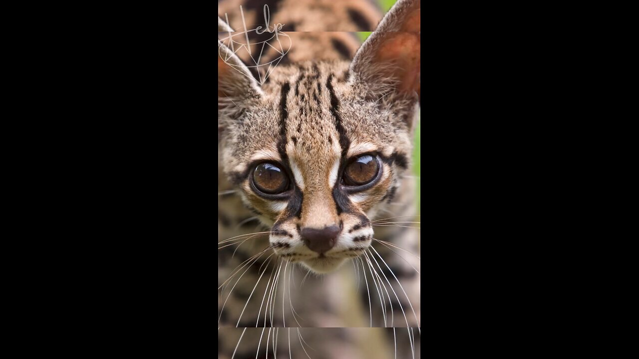 Ocelot sound #nature #sound #cat