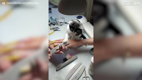 Ce chat aide à faire une manucure