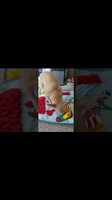 I'm Cute! More Treats Please!