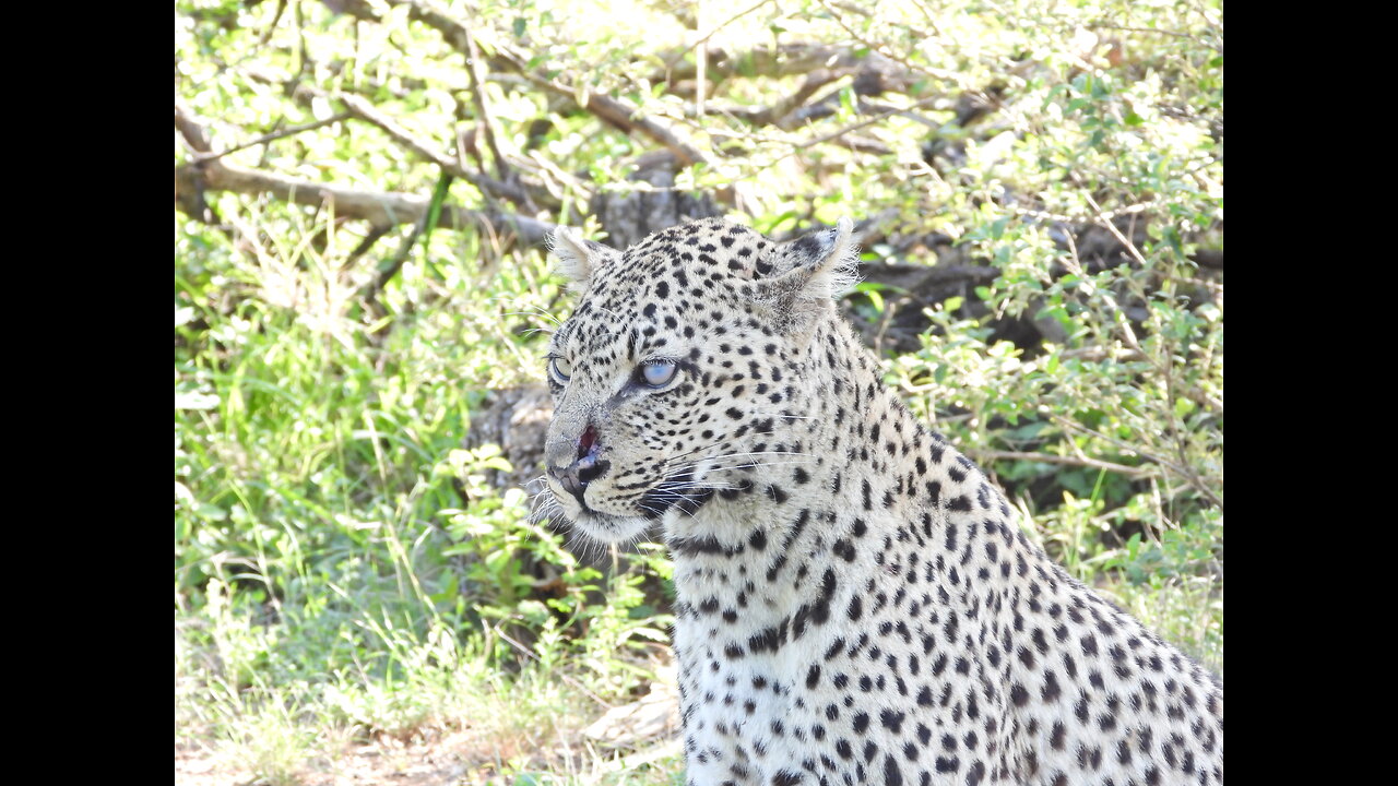 A set of photos and videos from a recent trip to the bush in Africa.