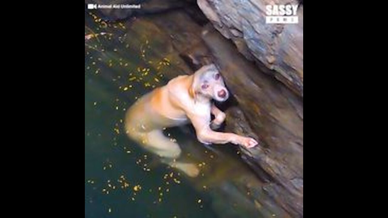 Dog Drowning In Deep Well Get's Rescued!!!!!!!!