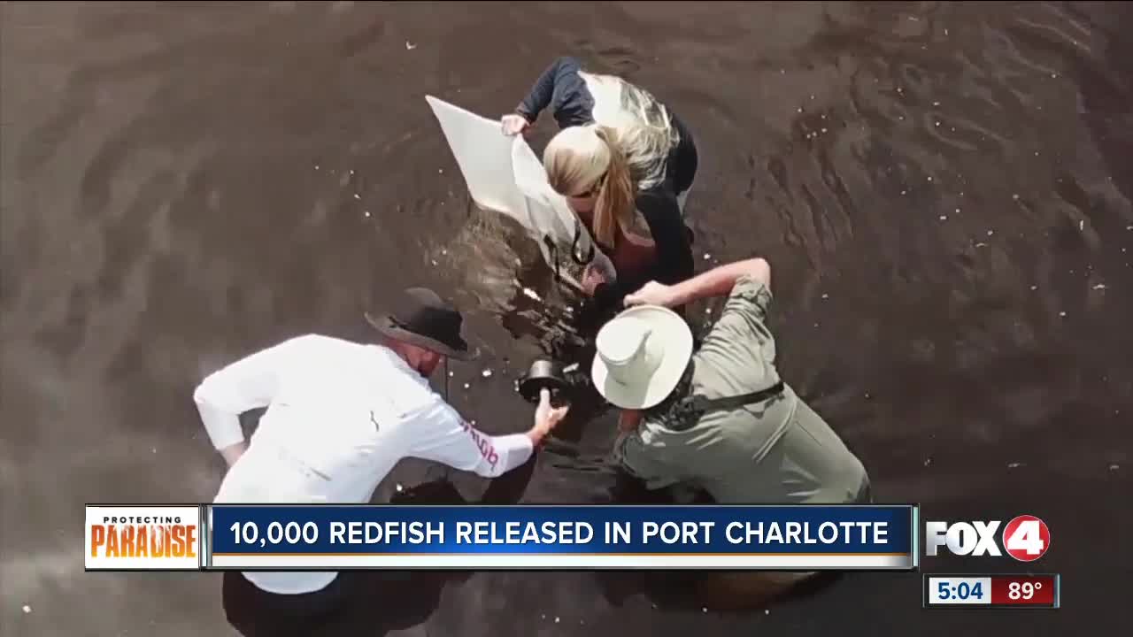 Redfish released in Port Charlotte as part of red tide recovery