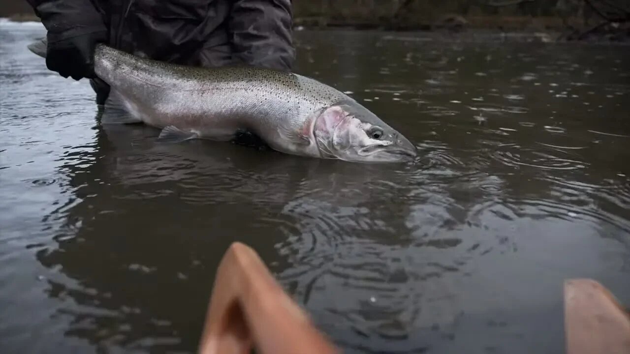 Catching STEELHEAD In The Most INSANE Rainstorm EVER!