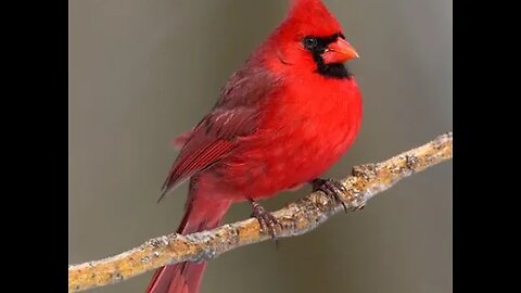 Florida Bird Feeder Live Camera 4K Up-Close