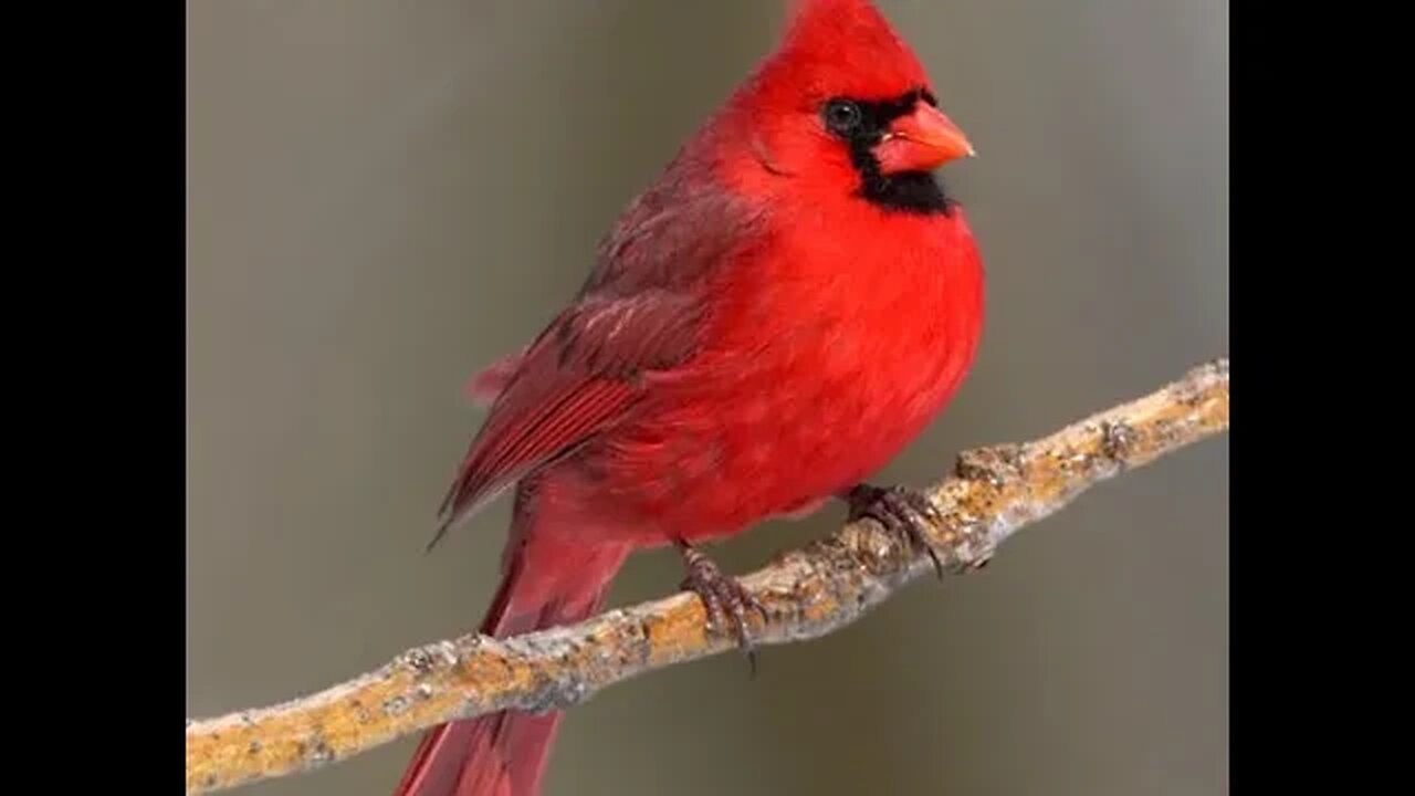 Florida Bird Feeder Live Camera 4K Up-Close